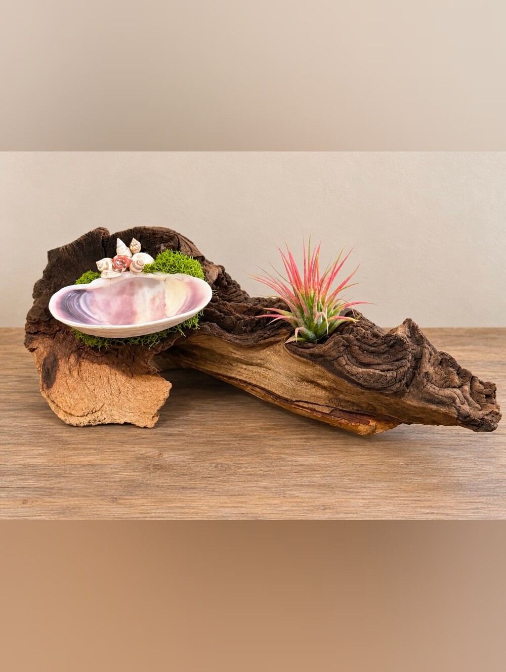 Driftwood | Quahog Shell | 🌿Read Description